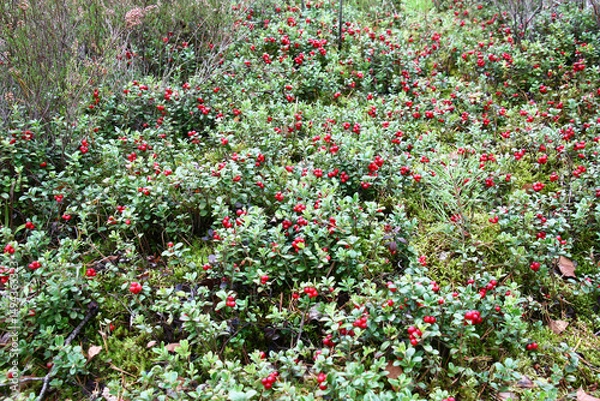 Fototapeta Autumn day in the forest. Among a heather there is a small glade of a continuous bush of cowberry. Bright red-claret berries are well visible among green glossy leaves.