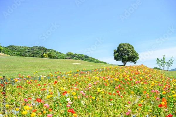 Fototapeta 花畑