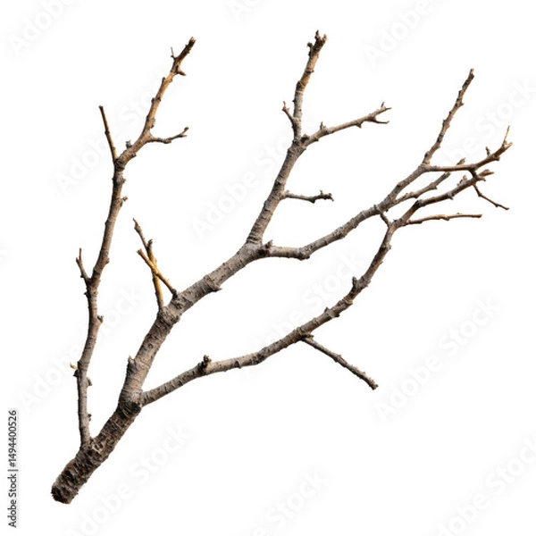 Fototapeta Bare tree branch isolated on transparent background, natural element