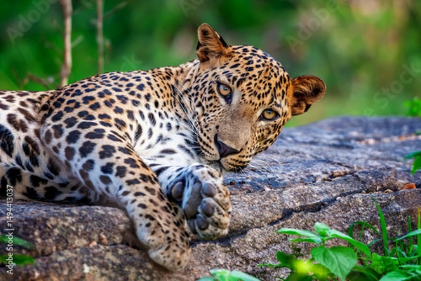 Fototapeta Leopard relaxes on a rock in a lush green habitat, showcasing its striking coat and sharp gaze during the golden hour