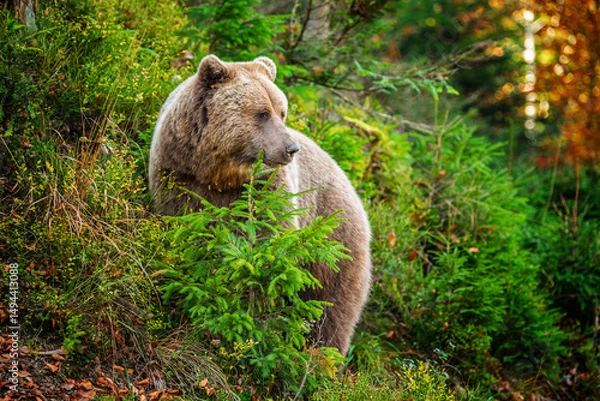 Fototapeta A peaceful brown bear foraging among lush greenery in a serene forest during autumn