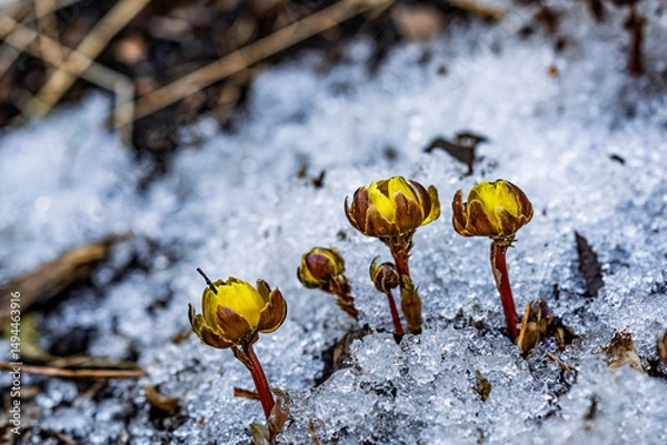 Obraz Early spring budding ice flower