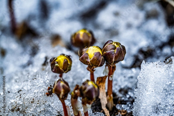 Obraz Early spring budding ice flower