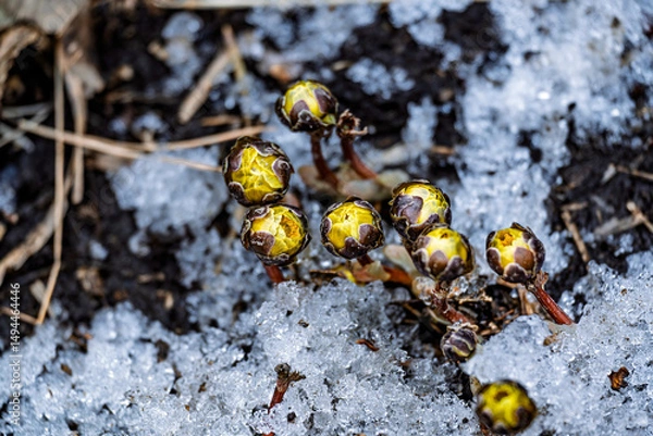 Obraz Early spring budding ice flower