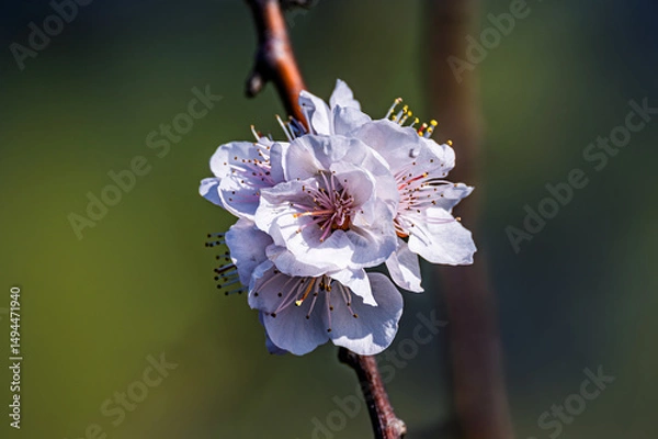 Obraz Apricot blossoms in bloom in early spring