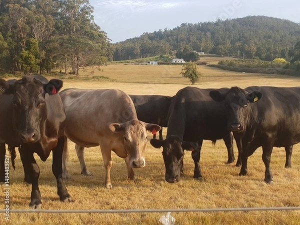 Obraz Cows In A Field