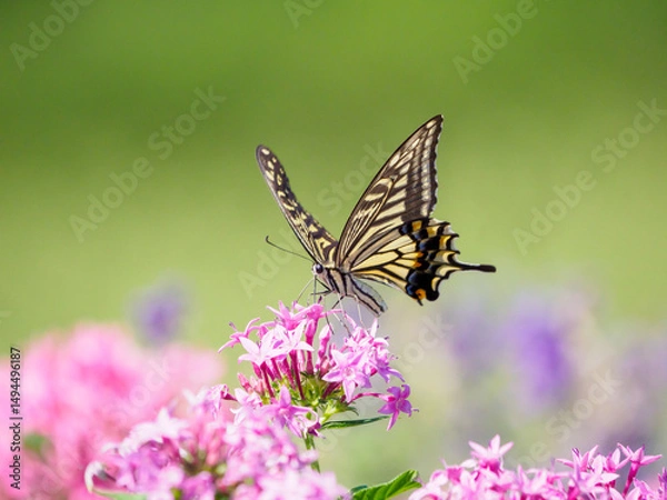 Obraz 晩夏のアゲハチョウとコスモス