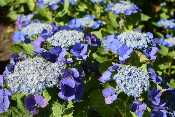 Fototapeta ブルースカイ（アジサイ）