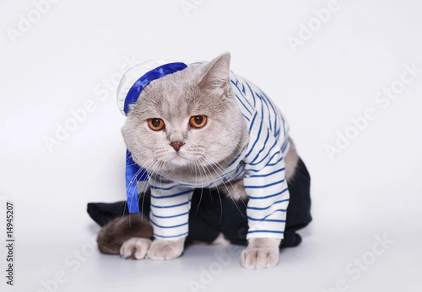 Fototapeta British cat in a suit of the seaman.