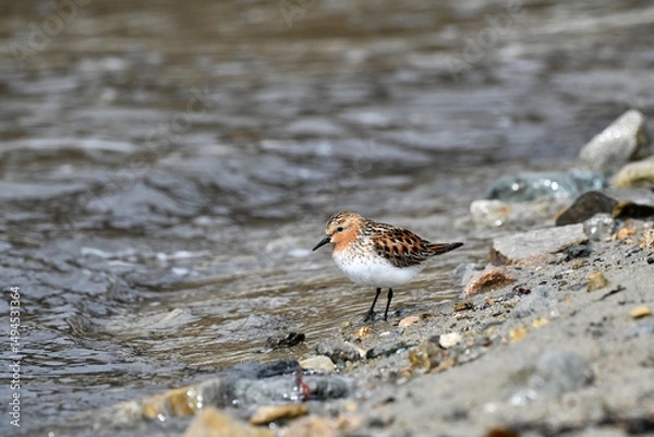 Obraz seagull on the beach