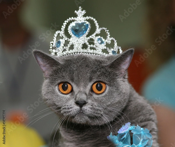 Obraz Cat with a diadem.