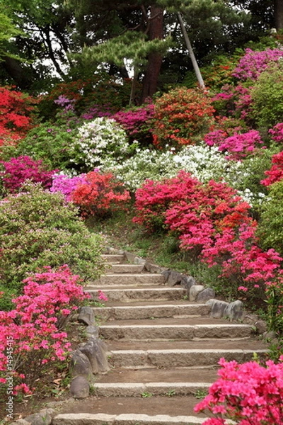 Obraz ツツジ　六義園