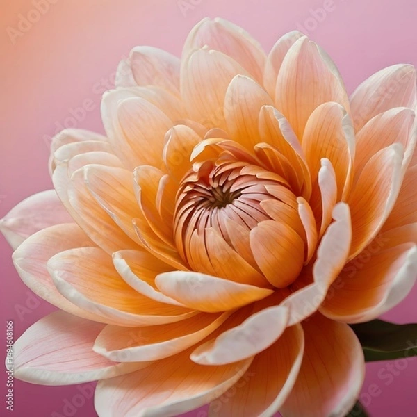 Obraz Lotus flower closeup