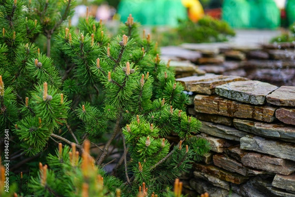 Fototapeta Close-up view of a pine tree with a rock wall in the background