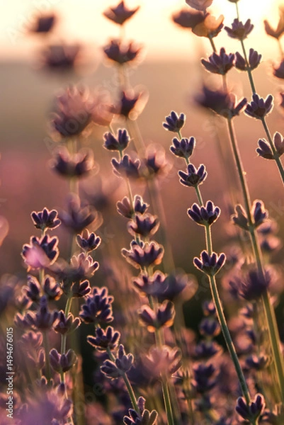Fototapeta Lavender field at sunset with warm golden light illuminating the purple blossoms. The soft glow of the setting sun creates a peaceful and romantic atmosphere, highlighting the natural beauty and tranq
