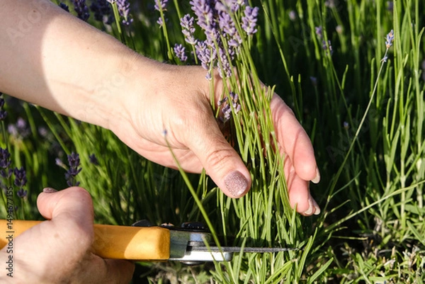 Fototapeta Close-up of a woman's hand using pruning shears to cut blooming lavender flowers in a garden. The image captures the essence of summer gardening, aromatic herbs, and natural beauty. Ideal for themes o