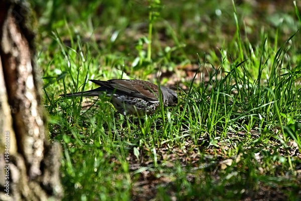 Fototapeta White-browed thrush in the grass searching for food.