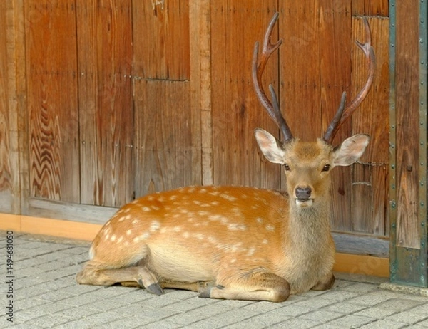 Obraz stag with antlers in front of Souvenir shop , Nara , Japan