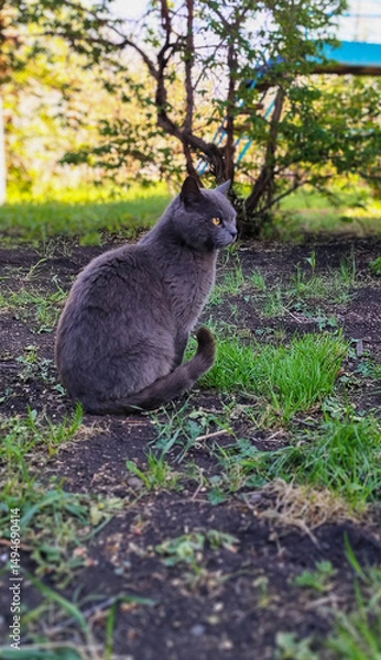 Fototapeta Observant Feline: Grey Cat in Natural Outdoor Setting
Concept: Observation, nature, tranquility