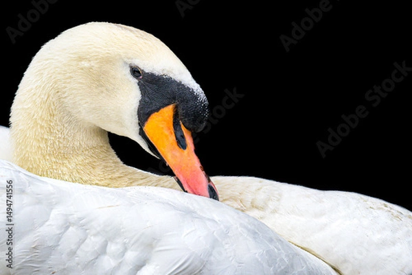 Obraz Swan