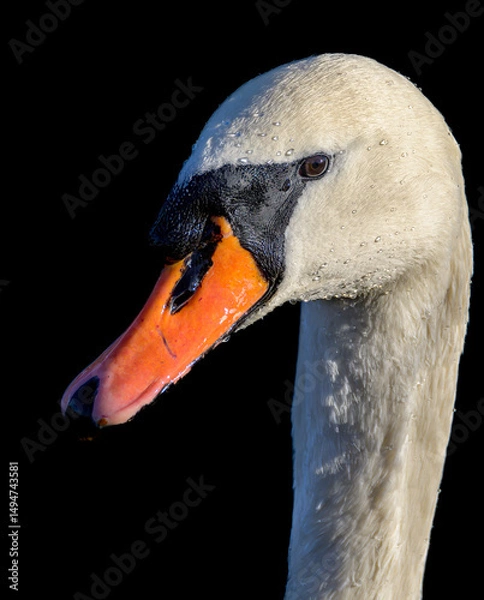 Obraz Swan