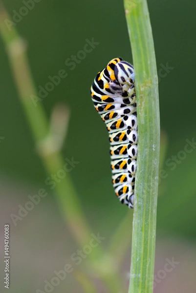 Obraz caterpillar