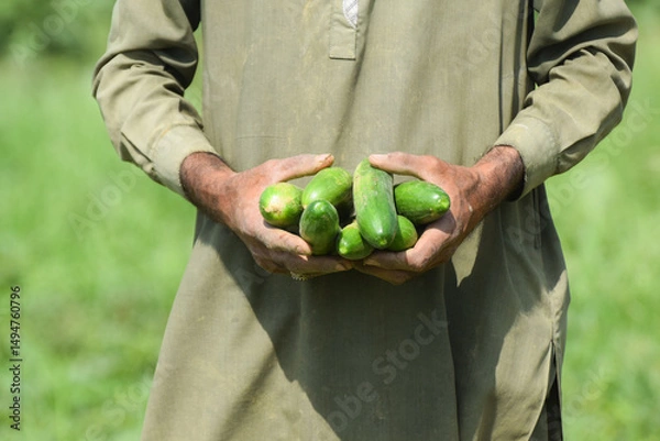 Obraz European cucumber Plant, Cucumber, Cucumber harvest english Cucumis sativus seedless bio green vegetable farmer farming greenhouse folio European fresh farm garden harvesting burpless long food plant 