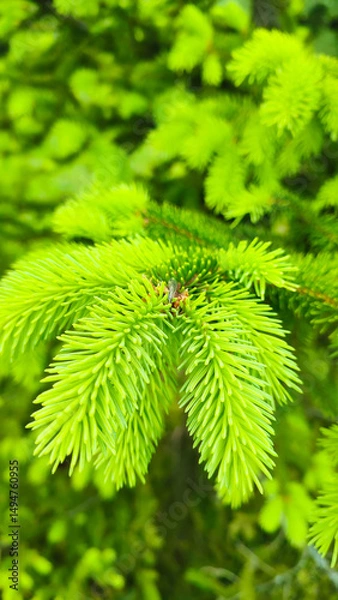 Obraz New green shoots on the spruce tree. Young, juicy, green shoots on a coniferous tree close-up. Spruce branches as a green background.