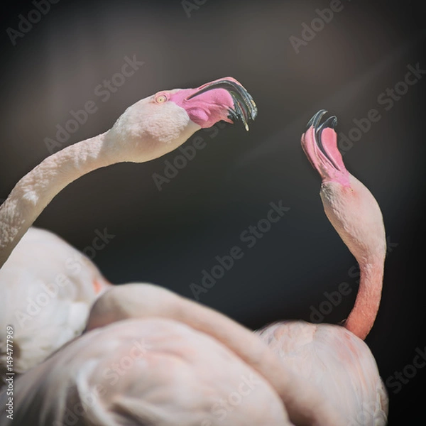Obraz Flamingos