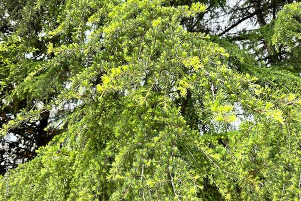 Fototapeta Larch. Close-up of the beautiful, graceful, bright green branches of the coniferous larch tree Larix decidua on a summer day.