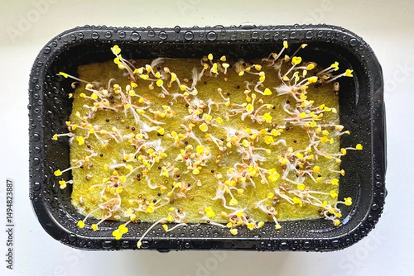 Fototapeta Microgreens in a plastic container, after watering, young arugula sprouts. Growing microgreens seeds at home, close-up. Healthy lifestyle, nutritious, vegan food concept.