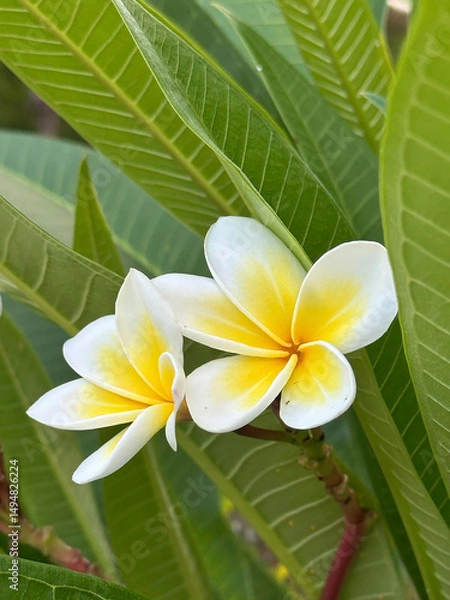 Obraz Frangipani , Pagoda tree, Temple tree,Plumeria