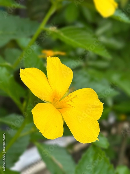 Obraz West Indian Holly, Sage Rose