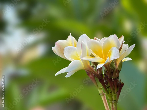 Obraz Frangipani , Pagoda tree, Temple tree,Plumeria