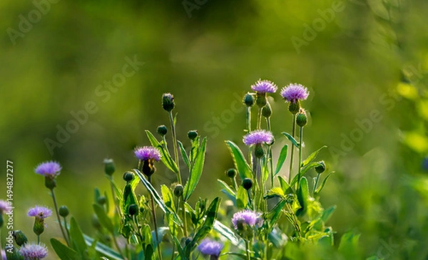 Obraz panoramic view of thistle on green color bokeh background
