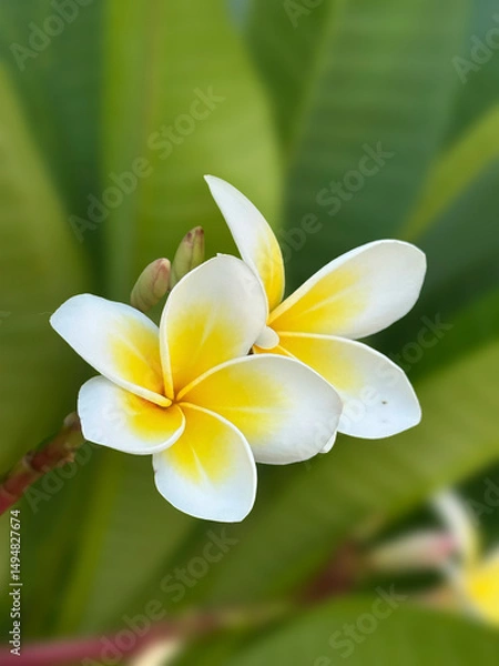 Obraz Frangipani , Pagoda tree, Temple tree,Plumeria