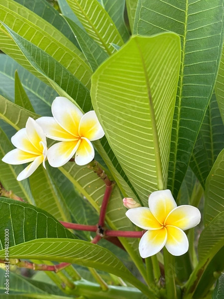 Obraz Frangipani , Pagoda tree, Temple tree,Plumeria
