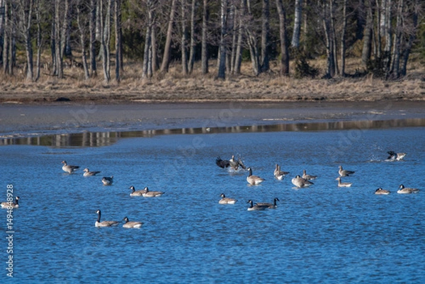 Fototapeta Migrated geese resting in a cove in spring