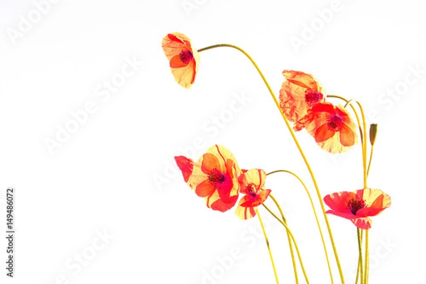 Obraz ポピー　白バック
