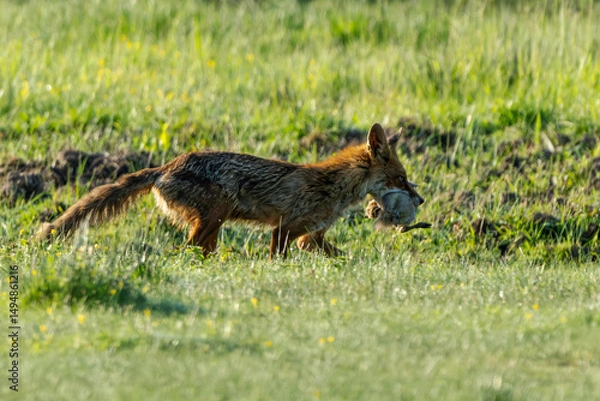 Fototapeta A red fox (Vulpes vulpes) has captured a gosling. Isonzo river mouth nature reserve, Isola della Cona, Friuli Venezia Giulia, Italy.