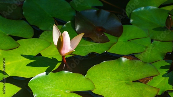 Obraz Serene water lily Marliacea Rosea bud emerges from vibrant green lily pads, basking in sunlight, creating tranquil and picturesque aquatic scene.  Nature concept for design