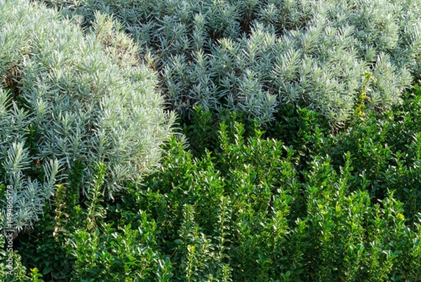 Obraz Lush scene with green Euonymus japonicus Benkomasaki (Erecta) shrubs in foreground and silvery-green bushes of lavender (Lavandula angustifolia, Lavandula officinalis) in the background