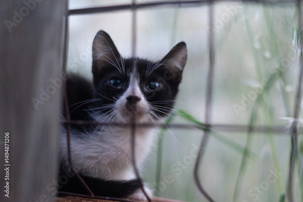 Obraz cat on a window sill