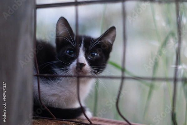 Obraz black and white cat