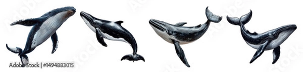 Fototapeta humpback whales set on transparent background