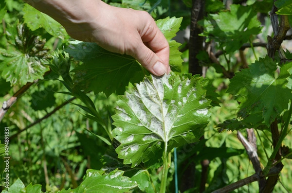 Fototapeta Gardener shows grapevine diseases. Downy mildew, caused by the pathogen Plasmopara viticola is a fungal disease that affects a grape leaves.