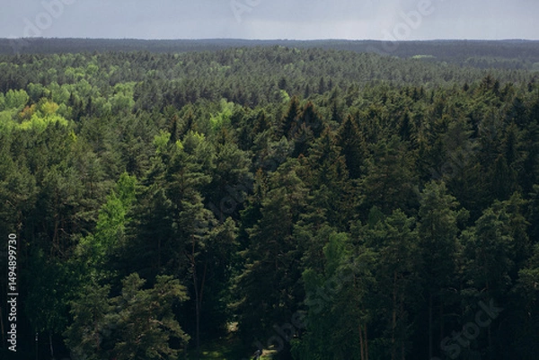 Obraz Aerial view of dense green forest under stormy sky. Summer landscape near Minsk, Belarus. Dramatic weather, pine trees, nature, wilderness, and Eastern European scenery.
