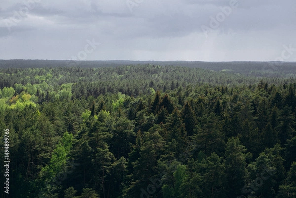Obraz Aerial view of dense green forest under stormy sky. Summer landscape near Minsk, Belarus. Dramatic weather, pine trees, nature, wilderness, and Eastern European scenery.