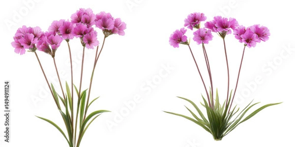 Obraz sea thrift flowers, armeria maritima, isolated on transparent background