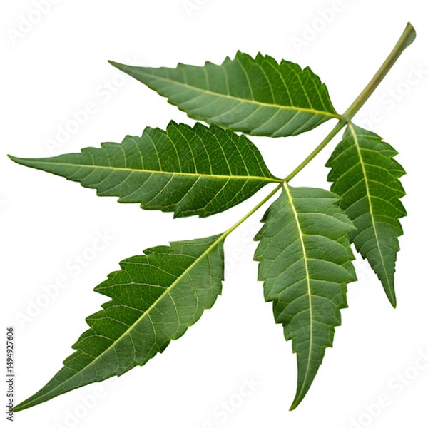 Fototapeta Neem leaf isolated on transparent background